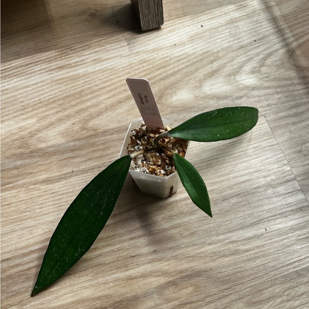 Hoya Rindu Rafflesia - Picture 5 of 7